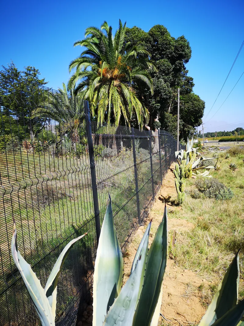 Black clearview mesh fence with palm trees along residential boundary in Cape Town Western Cape