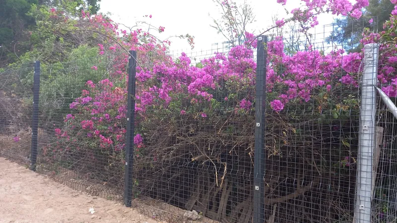 Clearview mesh fence covered with pink bougainvillea at Cape Town residential garden boundary