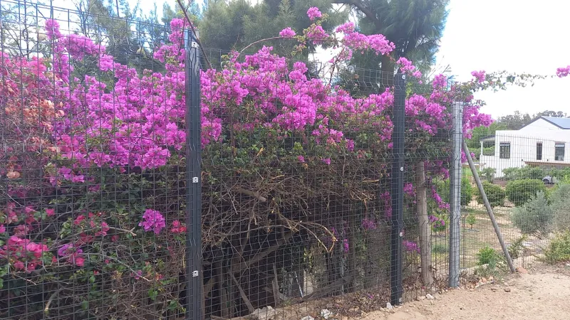 Pink bougainvillea-covered Clearview mesh fence at Cape Town residential property boundary