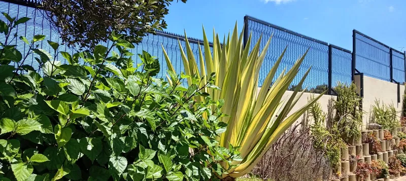 Blue clearview mesh fence behind variegated aloe plant in Cape Town landscaped garden
