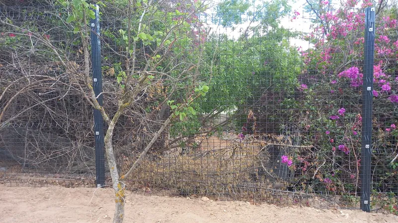 Clearview mesh fence panels through bougainvillea garden at Cape Town residential property